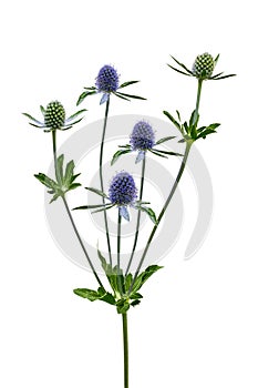 Wonderful blue sea holly