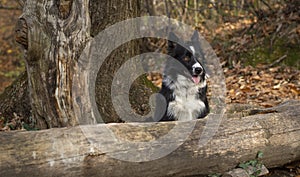 Wonderful border collie puppy plays happily hidden among the trees of the forest and the autumn leaves