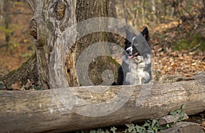 Wonderful border collie puppy plays happily hidden among the trees of the forest and the autumn leaves