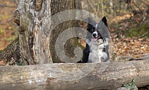 Wonderful border collie puppy plays happily hidden among the trees of the forest and the autumn leaves