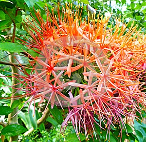 Bright colored Scadoxus Multiflorus Katherinae tropical flowers