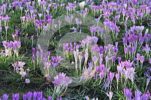 Wonderful bright crocuses in spring, The Hague, Netherlands