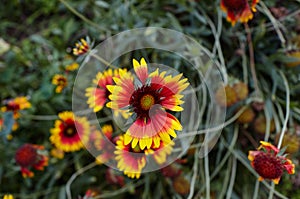 A wonderful bright red Gaillardia flower or blanketflower Gaillardia aristata or pulchella  with yellow details on the petals