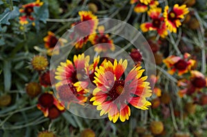 A wonderful bright red Gaillardia flower or blanketflower Gaillardia aristata or pulchella  with yellow details on the petals