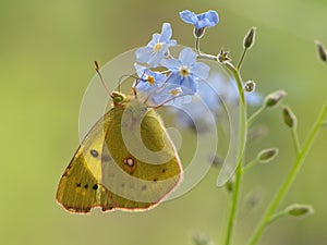 A wonderful butterfly Colias hyale sits on a summer day on a field flower