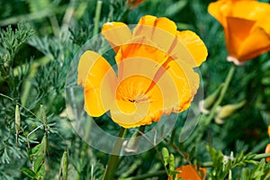 Wonderful California poppy on a footpath photo