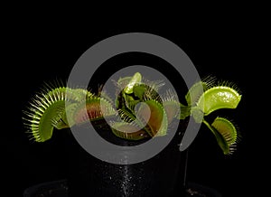 Wonderful Carnivorous plant (Dionaea muscipula) in macro and selective focus.