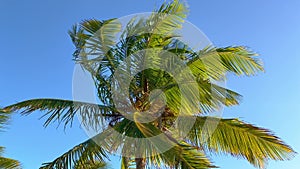 Wonderful Carribean Palm trees moving in the wind