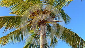 Wonderful Carribean Palm trees moving in the wind