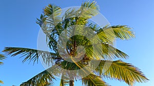 Wonderful Carribean Palm trees moving in the wind