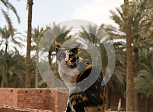 A wonderful cat sitting on the wall and looks at the camera