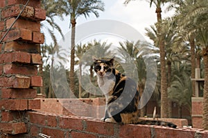 A wonderful cat sitting on the wall