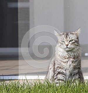 Wonderful cat at the sun, siberian female