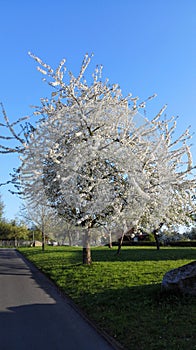 Wonderful Cherrytree - Germany photo