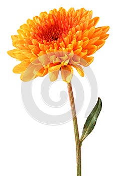Wonderful Chrysanthemum Chrysantheme, Daisy isolated on white background