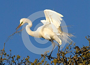 BIRDS- Florida- Close Up of a Great White Egret Building a Treetop Nest