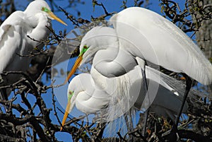 BIRDS- Florida- Close Up of Three Great White Egrets in Treetop Courtship