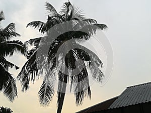 A wonderful cocoanut tree photo