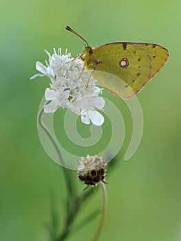 A wonderful Colias hyale sits on a wite field flower