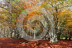 Wonderful and colorful autumn in the woods of Canfaito park, Italy photo