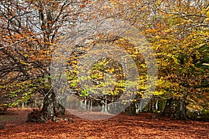 Wonderful and colorful forest in the Canfaito park, Italy