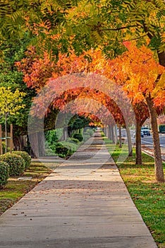 Wonderful colors of Autumnleaves