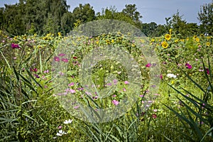 Wonderful colourful flowers at the Jannersee near Lauterach