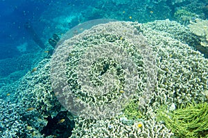 The wonderful coral reef in Togian islands