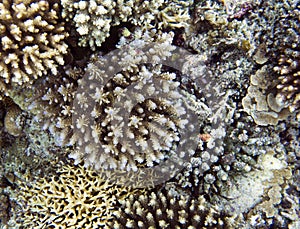 The wonderful coral reef in Togian islands
