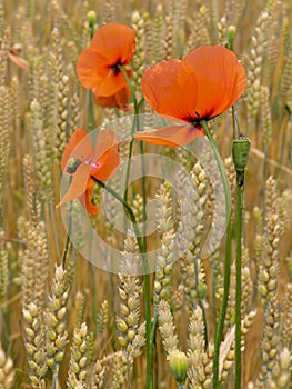 Wonderful Corn field and Poppies