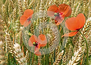 Wonderful Corn field and Poppies