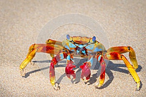 Wonderful crab on Sancho Beach in Fernando de Noronha Brazil the most popular crustacean on the island