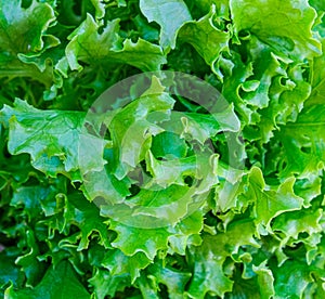 Wonderful curly green lettuce leaves