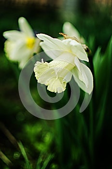 Wonderful daffodil flowers bloom in spring outdoors