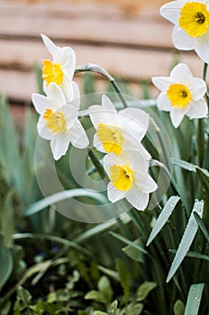 Wonderful daffodil flowers bloom in spring outdoors