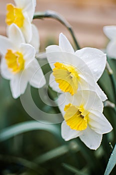 Wonderful daffodil flowers bloom in spring outdoors