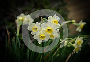 Wonderful daffodils in full bloom