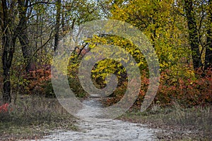 Wonderful Don autumn in a coastal grove