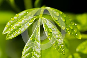 Wonderful of Droplet