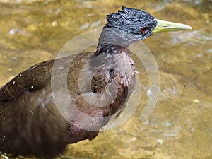 Wonderful elegant Chestnut Rail.