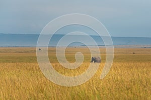 wonderful elephants in the amboseli national park