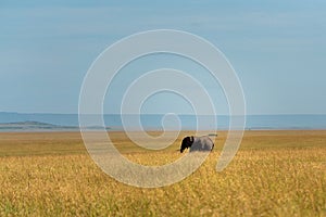 wonderful elephants in the amboseli national park