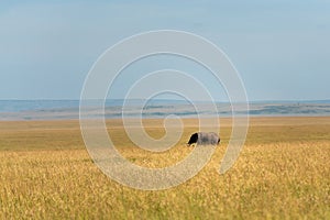 wonderful elephants in the amboseli national park