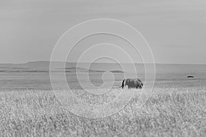 wonderful elephants in the amboseli national park