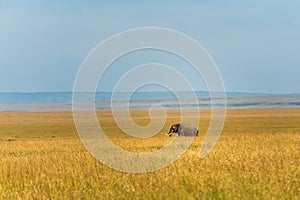 wonderful elephants in the amboseli national park