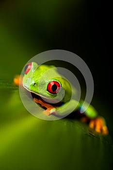 Wonderful exotic frog, tropical theme