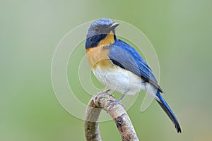 Wonderful face fascinated blue bird with orange feathers on its chest perching on curve twig over soft light and blur green