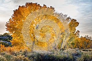 Wonderful fall mood in Colorado with bright yellow foliage