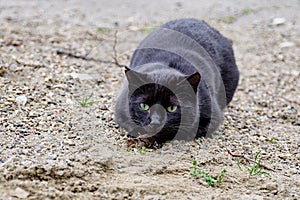 a wonderful feral black cat with green eyes focused and ready to jump