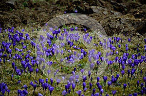 Field of crocuses